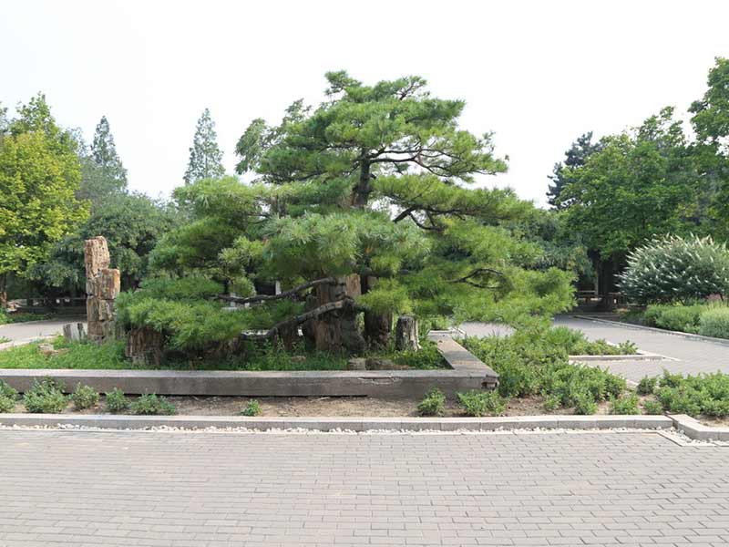 綠化養(yǎng)護價格